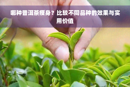 哪种普洱茶瘦身？比较不同品种的效果与实用价值