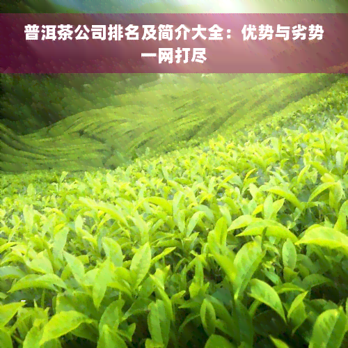 普洱茶公司排名及简介大全：优势与劣势一网打尽