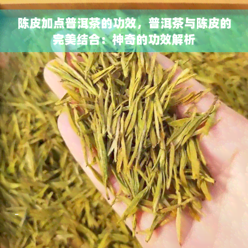 陈皮加点普洱茶的功效，普洱茶与陈皮的完美结合：神奇的功效解析