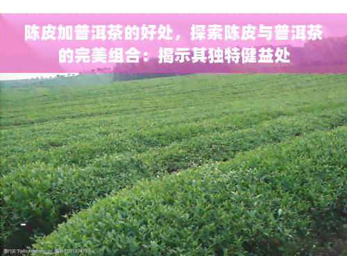 陈皮加普洱茶的好处，探索陈皮与普洱茶的完美组合：揭示其独特健益处