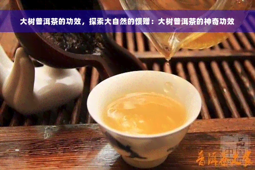 大树普洱茶的功效，探索大自然的馈赠：大树普洱茶的神奇功效