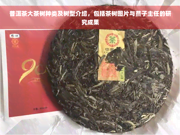 普洱茶大茶树种类及树型介绍，包括茶树图片与燕子主任的研究成果