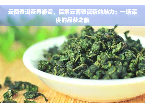 云南普洱茶导游词，探索云南普洱茶的魅力：一场深度的品茶之旅