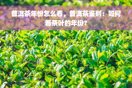 普洱茶年份怎么看，普洱茶鉴别：如何看茶叶的年份？