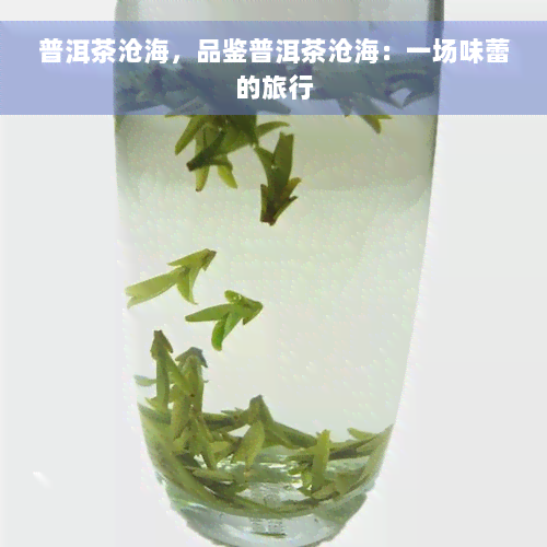 普洱茶沧海，品鉴普洱茶沧海：一场味蕾的旅行