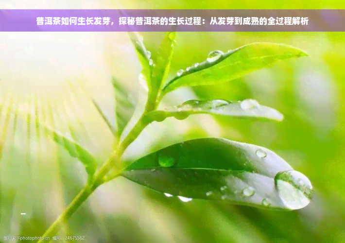 普洱茶如何生长发芽，探秘普洱茶的生长过程：从发芽到成熟的全过程解析