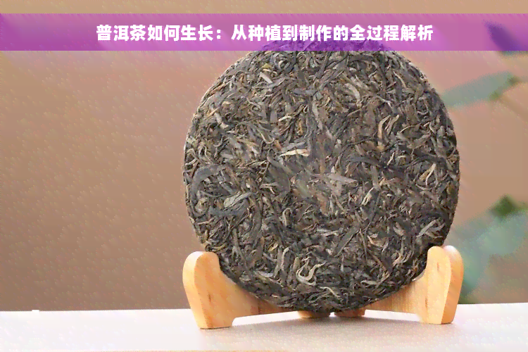 普洱茶如何生长：从种植到制作的全过程解析