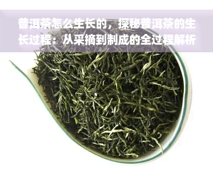 普洱茶怎么生长的，探秘普洱茶的生长过程：从采摘到制成的全过程解析