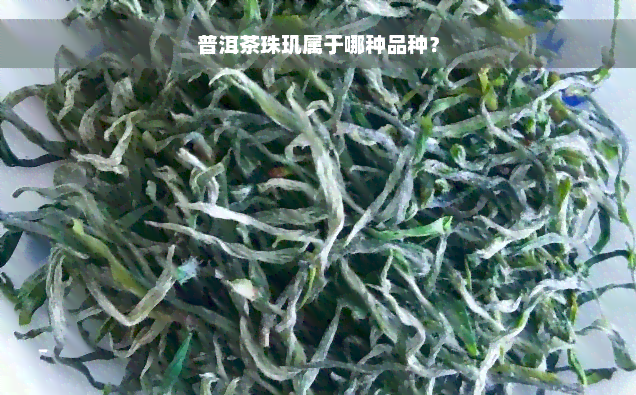 普洱茶珠玑属于哪种品种？