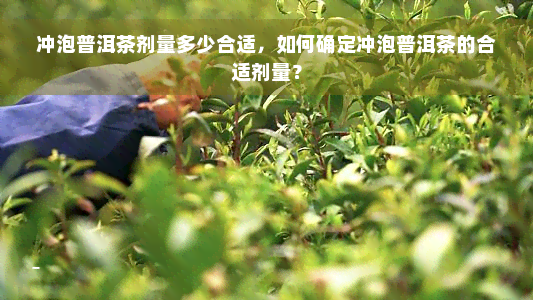 冲泡普洱茶剂量多少合适，如何确定冲泡普洱茶的合适剂量？