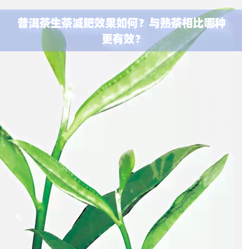 普洱茶生茶减肥效果如何？与熟茶相比哪种更有效？