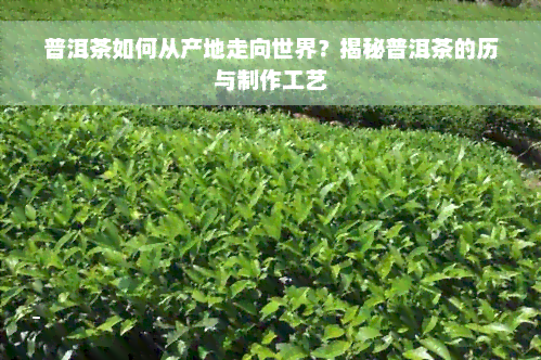 普洱茶如何从产地走向世界？揭秘普洱茶的历与制作工艺