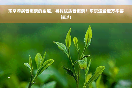 东京购买普洱茶的渠道，寻找优质普洱茶？东京这些地方不容错过！