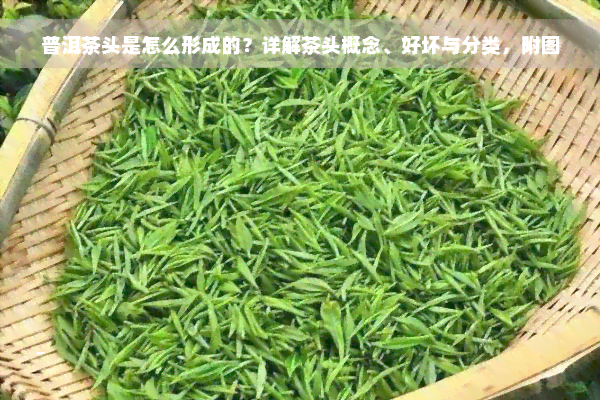 普洱茶头是怎么形成的？详解茶头概念、好坏与分类，附图