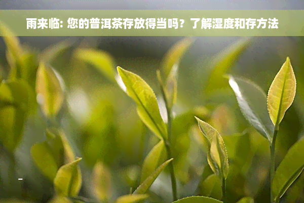 雨来临: 您的普洱茶存放得当吗？了解湿度和存方法