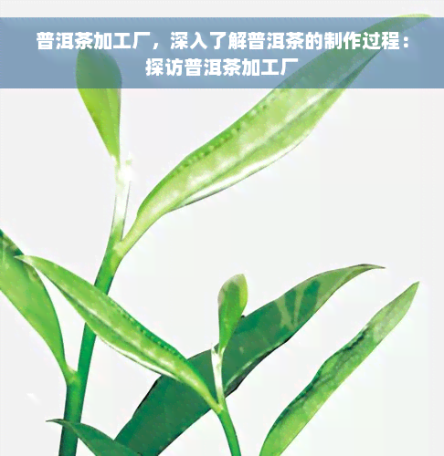 普洱茶加工厂，深入了解普洱茶的制作过程：探访普洱茶加工厂