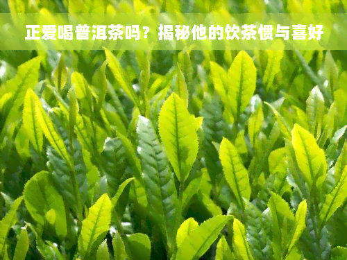 正爱喝普洱茶吗？揭秘他的饮茶惯与喜好