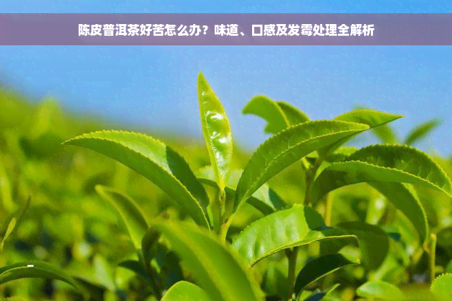 陈皮普洱茶好苦怎么办？味道、口感及发霉处理全解析