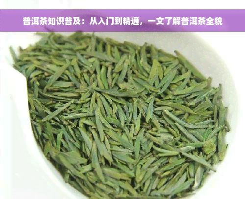 普洱茶知识普及：从入门到精通，一文了解普洱茶全貌