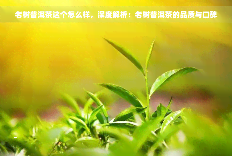 老树普洱茶这个怎么样，深度解析：老树普洱茶的品质与口碑