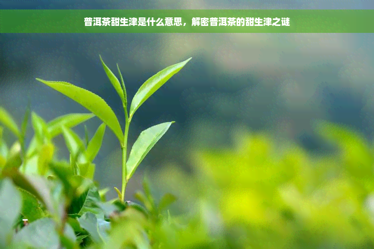 普洱茶甜生津是什么意思，解密普洱茶的甜生津之谜