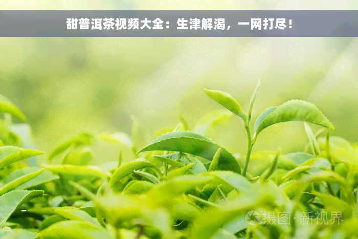 甜普洱茶视频大全：生津解渴，一网打尽！