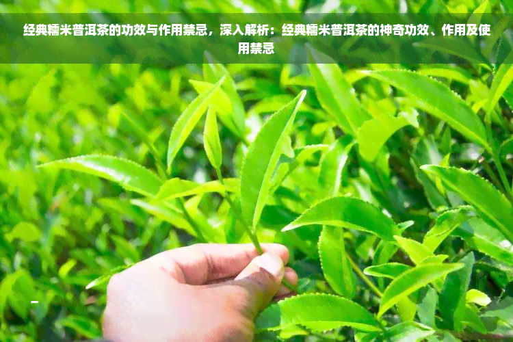 经典糯米普洱茶的功效与作用禁忌，深入解析：经典糯米普洱茶的神奇功效、作用及使用禁忌