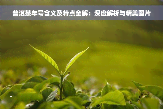 普洱茶年号含义及特点全解：深度解析与精美图片