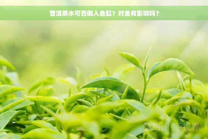 普洱茶水可否倒入鱼缸？对鱼有影响吗？