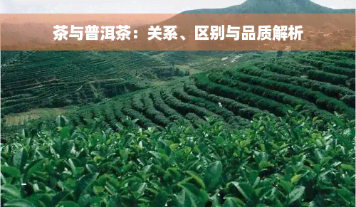 茶与普洱茶：关系、区别与品质解析