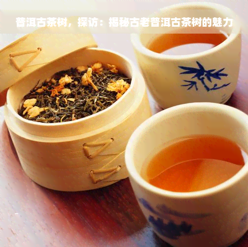 普洱古茶树，探访：揭秘古老普洱古茶树的魅力