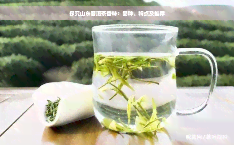 探究山东普洱茶香味：品种、特点及推荐