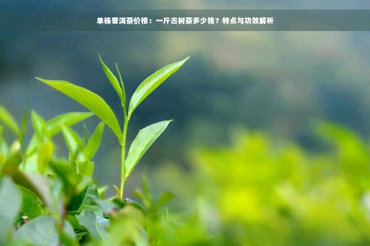 单株普洱茶价格：一斤古树茶多少钱？特点与功效解析