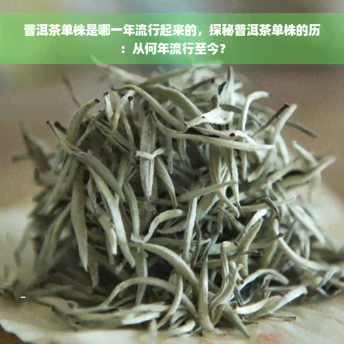 普洱茶单株是哪一年流行起来的，探秘普洱茶单株的历：从何年流行至今？