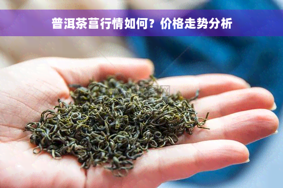 普洱茶菖行情如何？价格走势分析