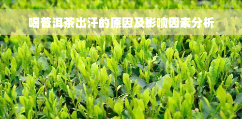 喝普洱茶出汗的原因及影响因素分析