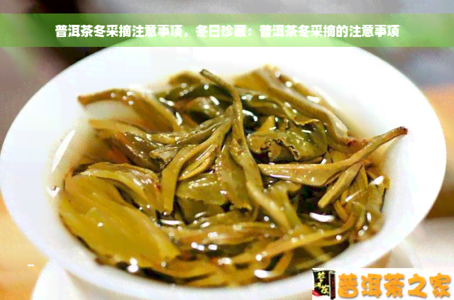 普洱茶冬采摘注意事项，冬日珍藏：普洱茶冬采摘的注意事项