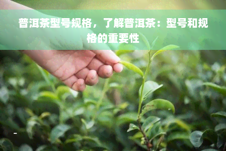 普洱茶型号规格，了解普洱茶：型号和规格的重要性