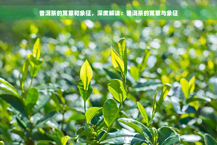 普洱茶的寓意和象征，深度解读：普洱茶的寓意与象征