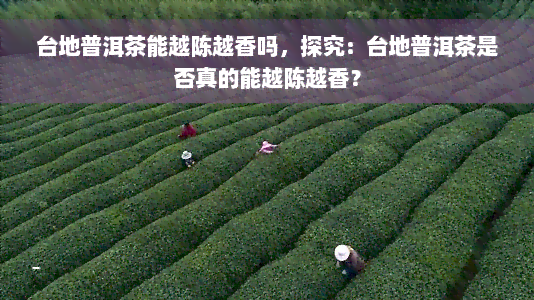 台地普洱茶能越陈越香吗，探究：台地普洱茶是否真的能越陈越香？