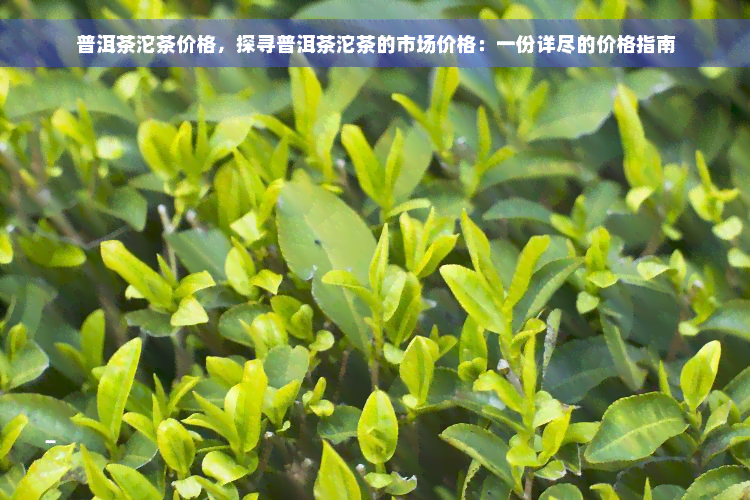 普洱茶沱茶价格，探寻普洱茶沱茶的市场价格：一份详尽的价格指南