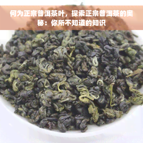 何为正宗普洱茶叶，探索正宗普洱茶的奥秘：你所不知道的知识