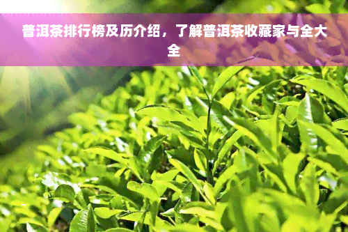 普洱茶排行榜及历介绍，了解普洱茶收藏家与全大全