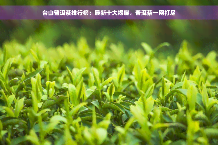 台山普洱茶排行榜：最新十大揭晓，普洱茶一网打尽