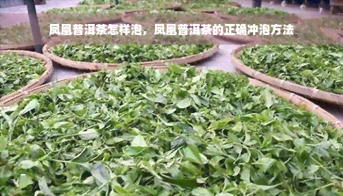 凤凰普洱茶怎样泡，凤凰普洱茶的正确冲泡方法