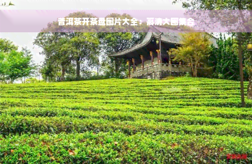 普洱茶开茶盘图片大全：高清大图 *** 