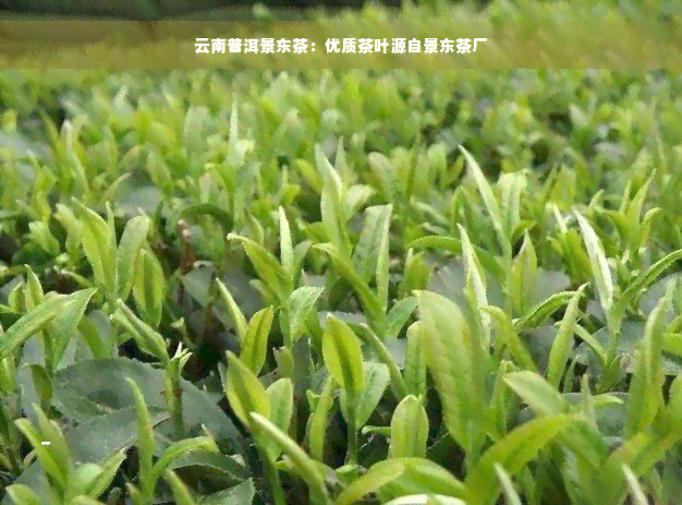 云南普洱景东茶：优质茶叶源自景东茶厂