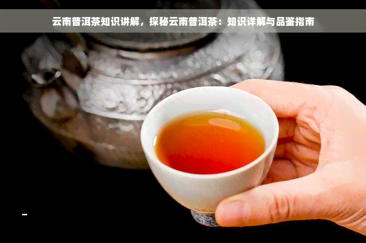 云南普洱茶知识讲解，探秘云南普洱茶：知识详解与品鉴指南