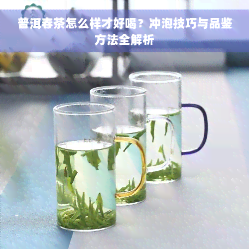 普洱春茶怎么样才好喝？冲泡技巧与品鉴方法全解析