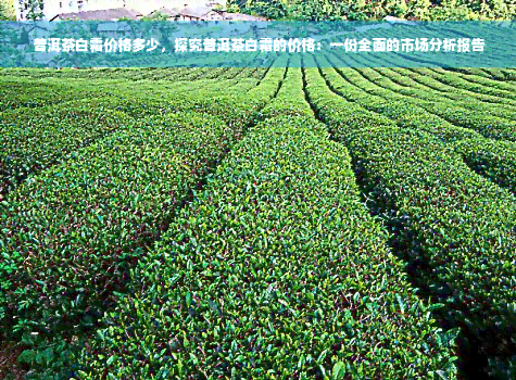 普洱茶白霜价格多少，探究普洱茶白霜的价格：一份全面的市场分析报告